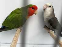 Casal reprodutor roseicollis longfeather