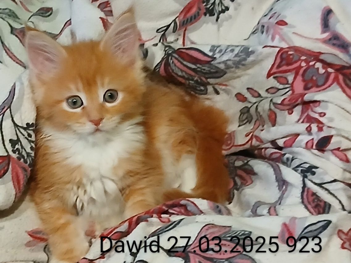Sprzedam kocurka rasy Maine Coon urodzonego 27.03.2025  o imieniu Dawd