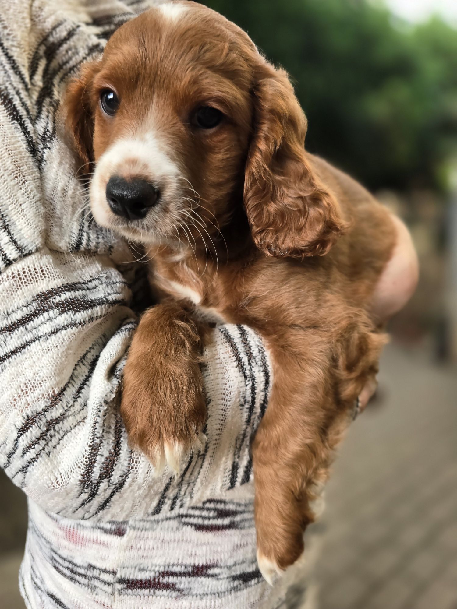 Cockapoo/chłopczyk/ cavapoo