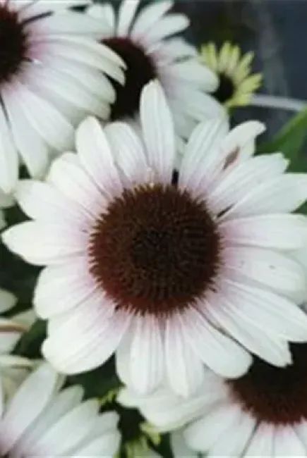 Jeżówka 'Unica® Cherry on Ice' Echinacea C1.5