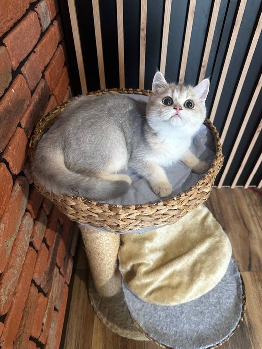 .Kotek. Brytyjska złota szynszyla. Ay 11