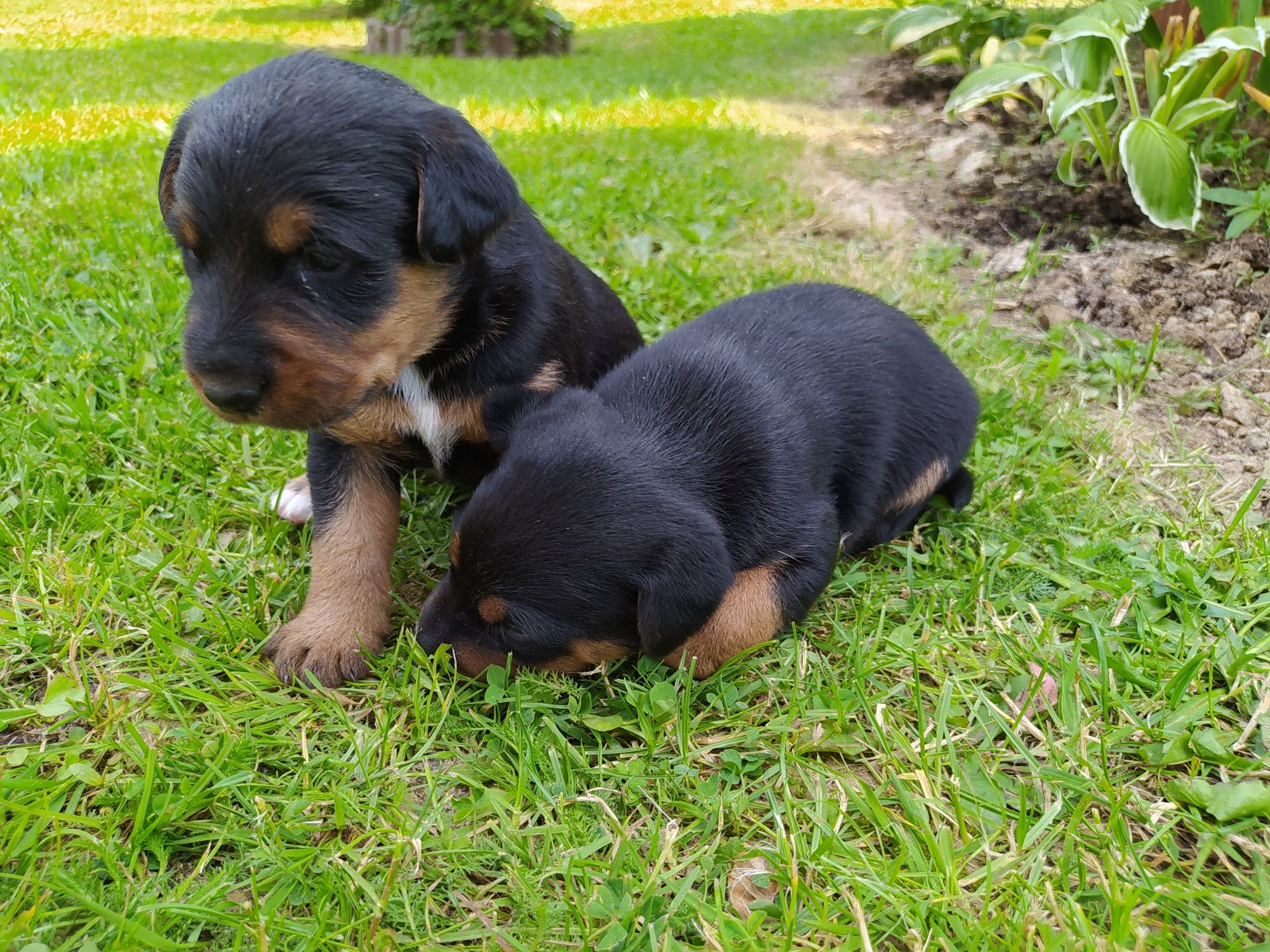 Terrier Niemiecki oddam w dobre ręce