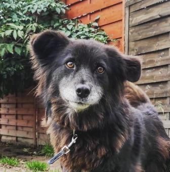 Pixie przyjazna suczka do adopcji