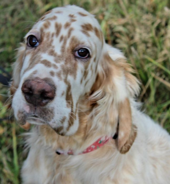 Seter angielski-samiec rezerwacja