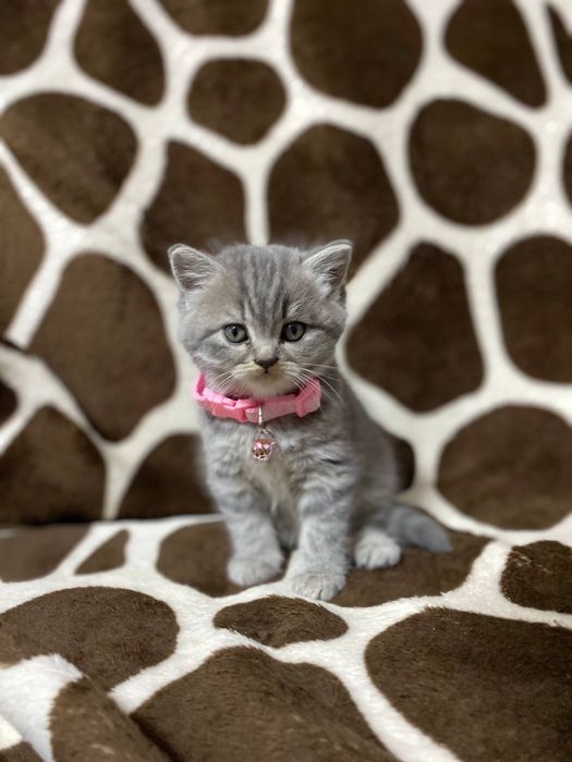 Шотланские котята