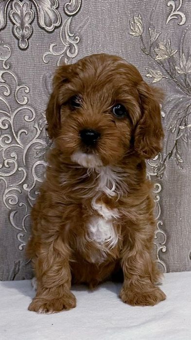 Кавапу f1, хлопчик.