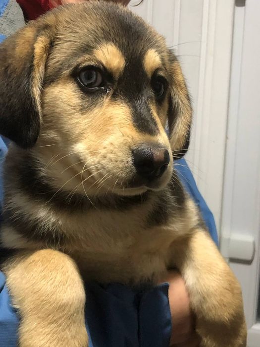 Віддам Цуценят у добрі руки