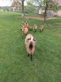 owce i baranki  kameruńskie