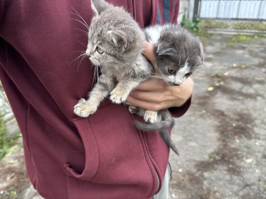 Відам безкоштовно кошенят шотландської кішки