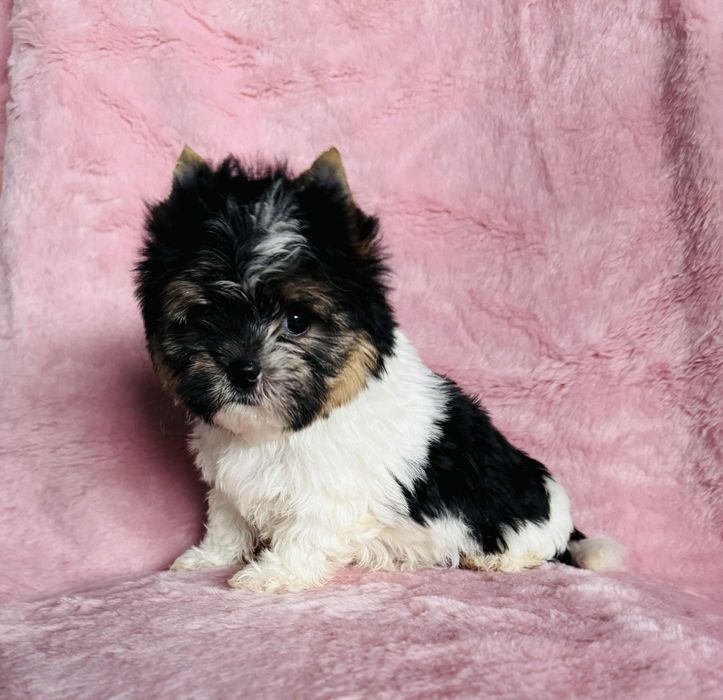 Cudna mini suczka yorkshire terrier biewer