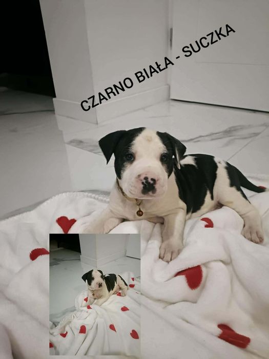 Amstaff szczenięta pieski