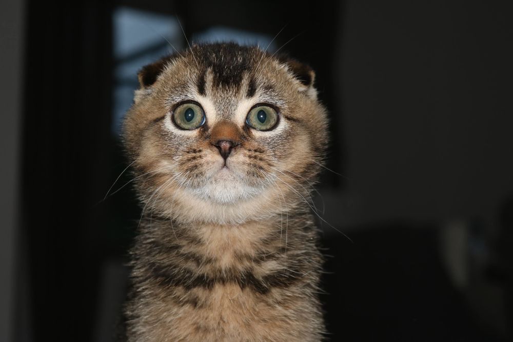 um gatinho  scottish fold golden