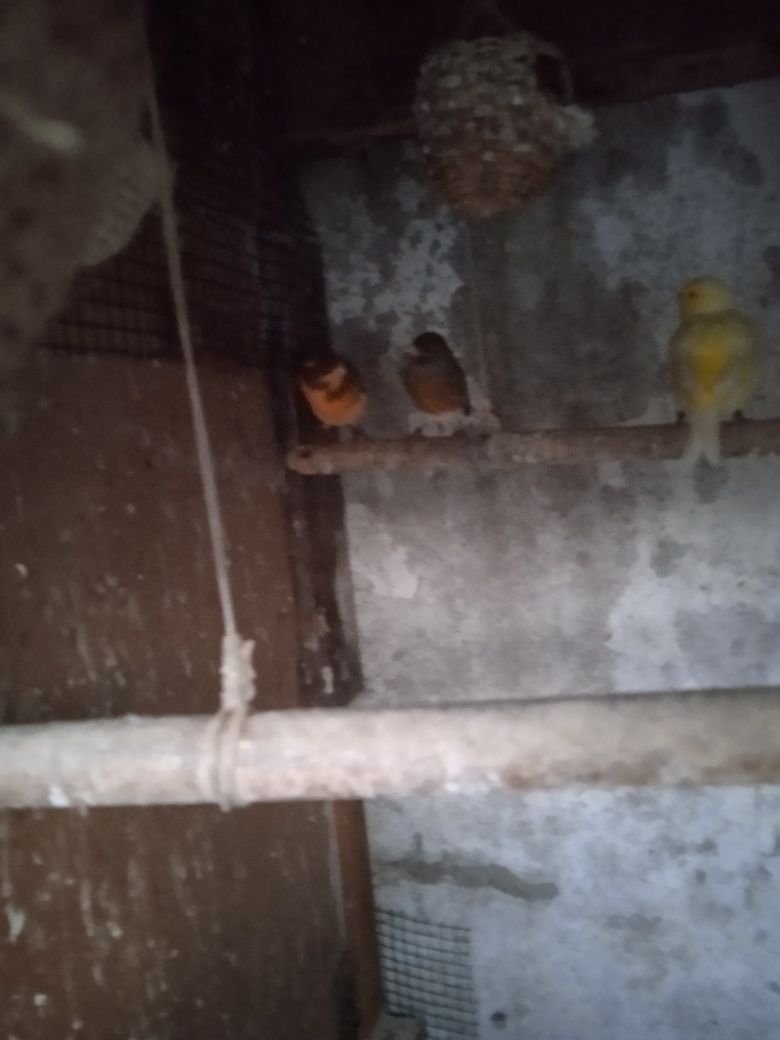Vendo um casal de canários