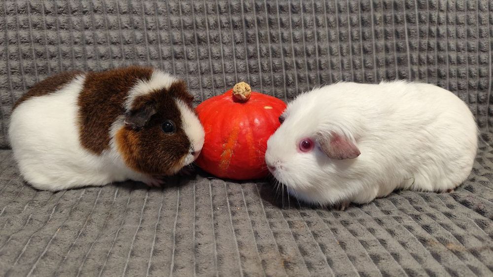 Морские свинки породистые