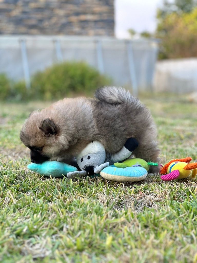 Lulu da Pomerânia menino Miniatura
