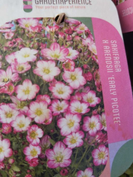 Saxifraga -słonecznica