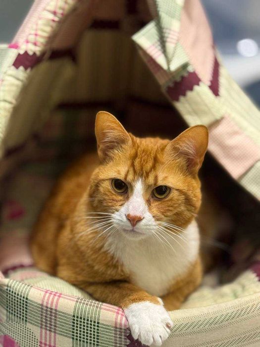 Супровід тварин на подіях чи при перевезенні / Няня для тварин / Вигул