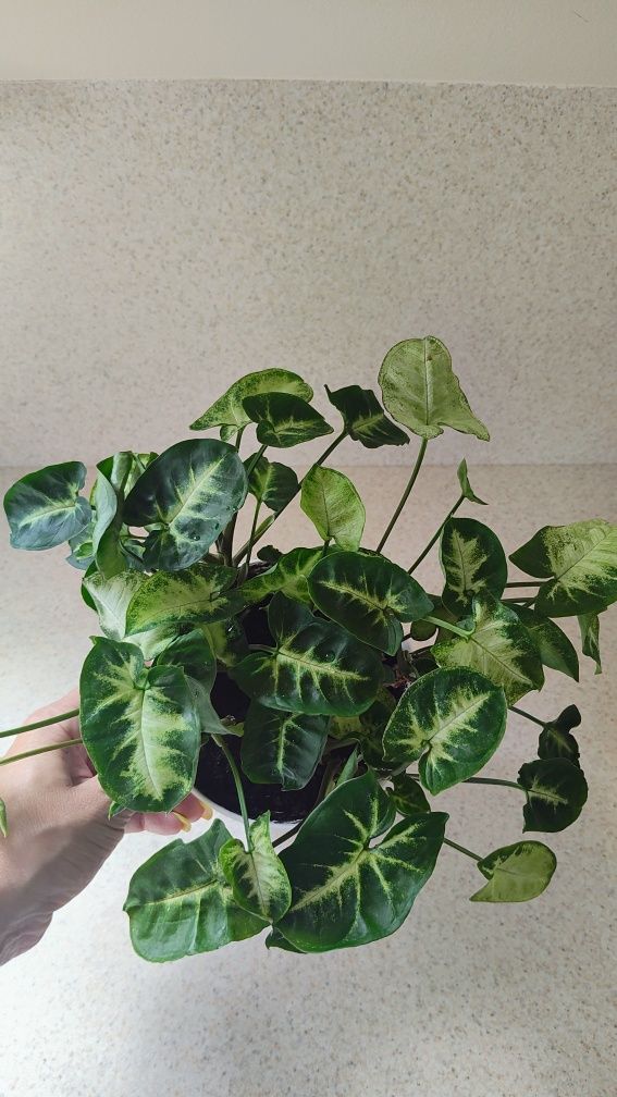 Syngonium, zroślicha, mix, 7 w 1., kwiat i wzorzystych liściach