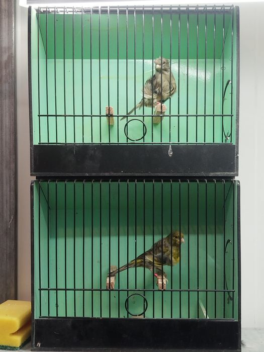 Casal canários Fiorinos