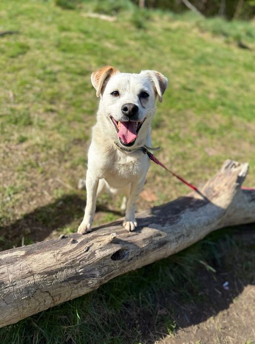 Malutki biały piesek do adopcji! Mops szuka domu