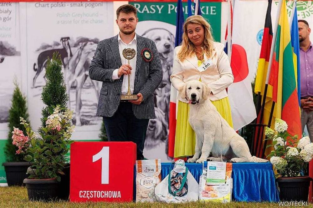 Golden retriever FCI ZKwP piesek po championie, dogoterapia badania
