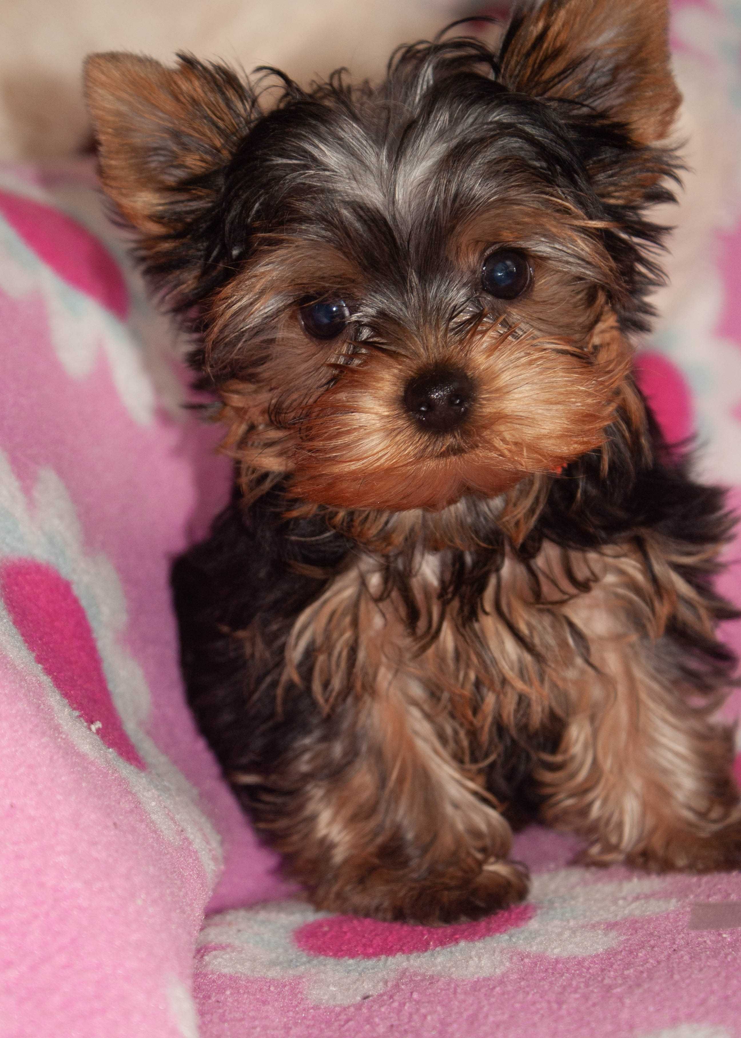 Yorkshire terrier piesek Mozart