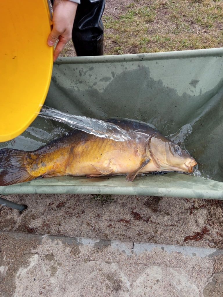 Karp karaś lin amur tołpyga jesiotr sandacz