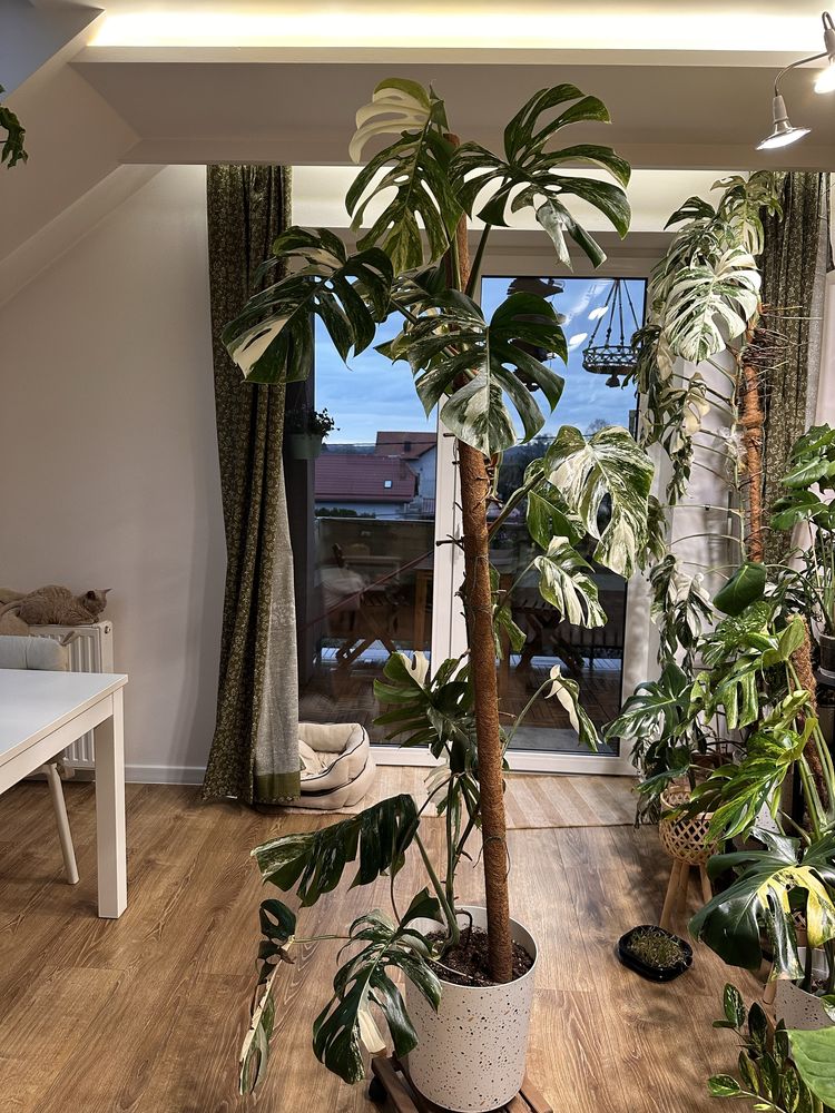 Monstera deliciosa variegata