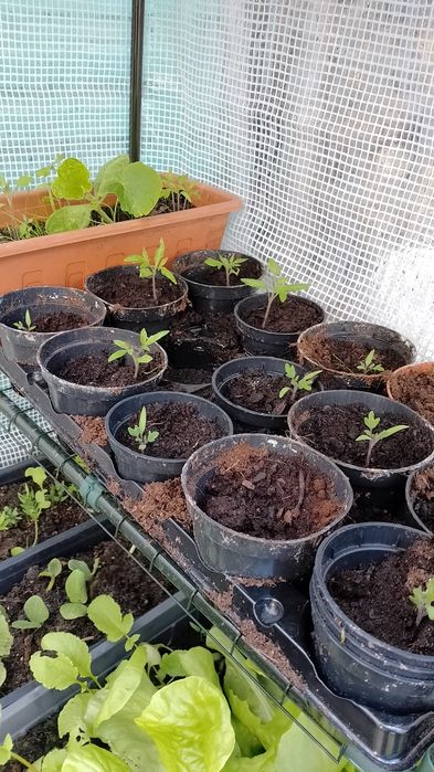 Sadzonki pomidora malinowego.