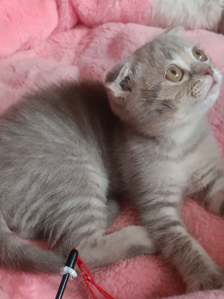Грайливий котик вільний