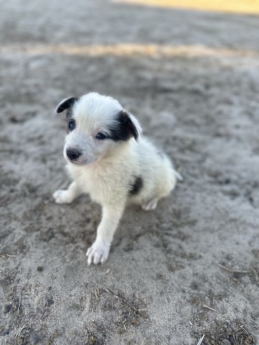 Border collie valor so hoje