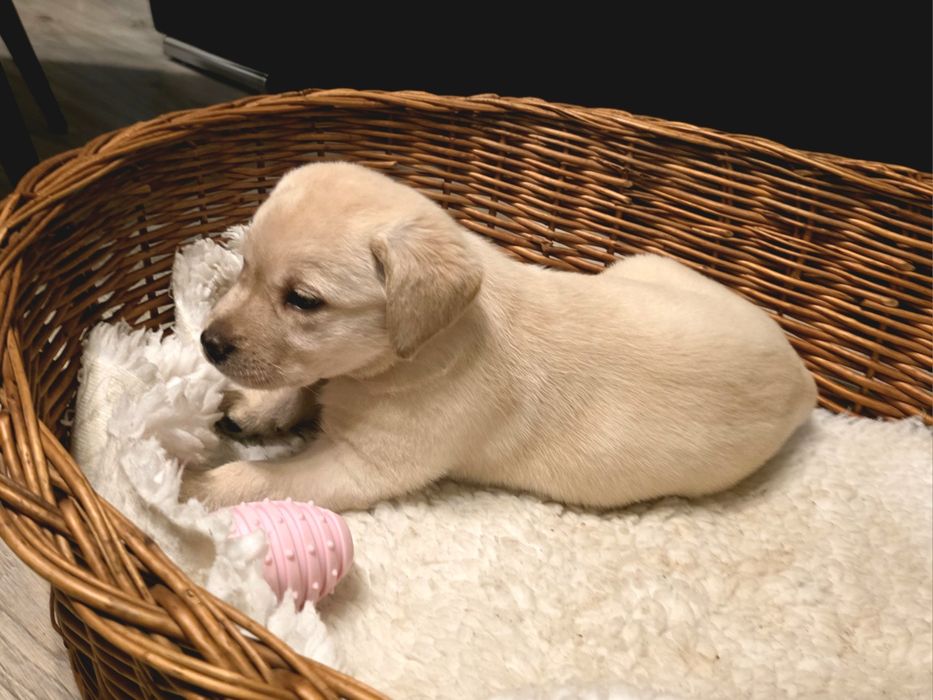 Labrador Retriever suczka FCI  DO ODBIORU