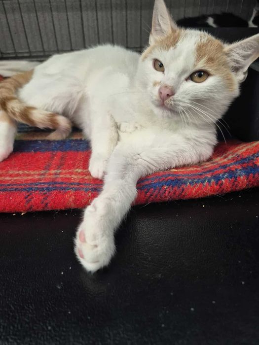 Morty -Kotek szuka domu