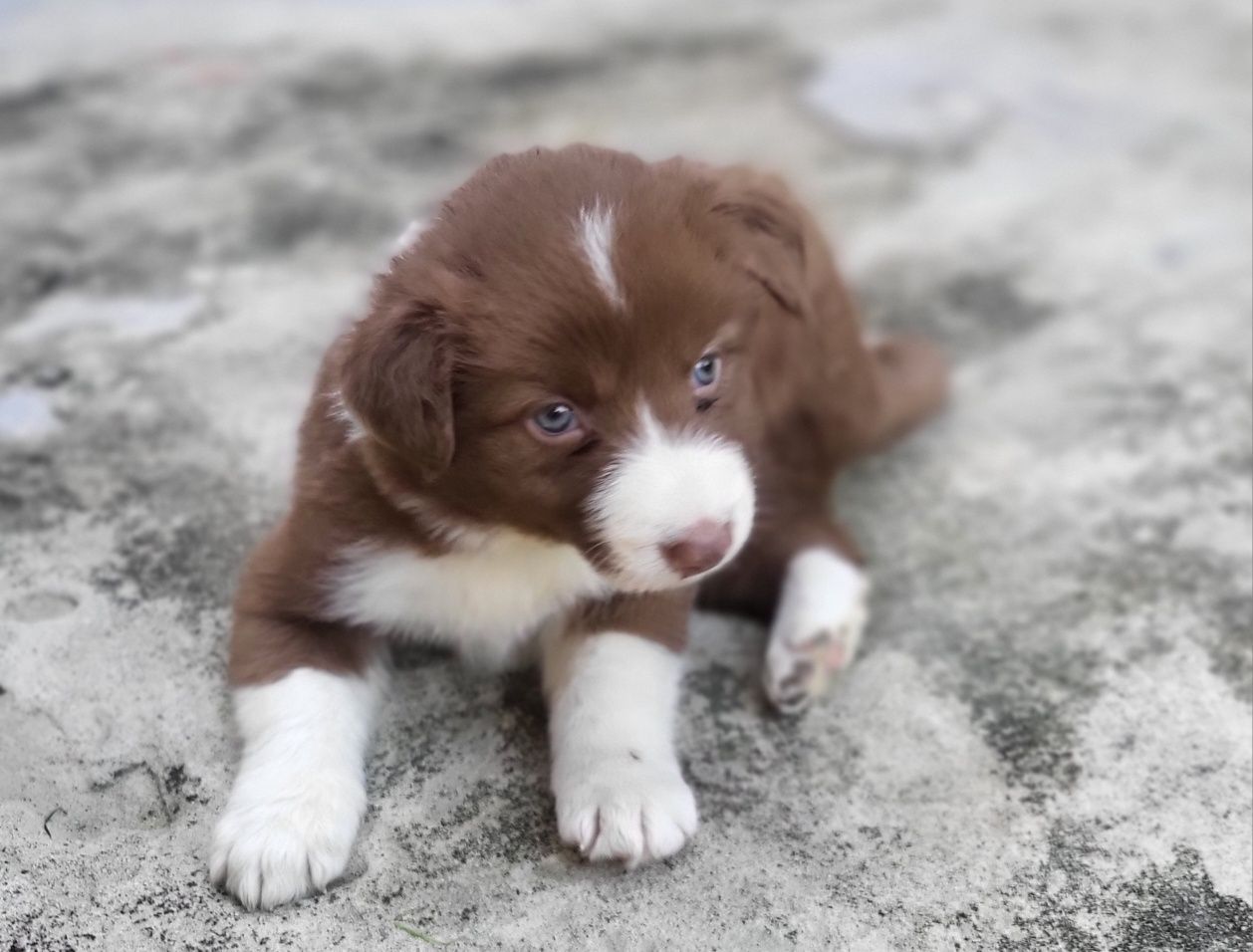Border collie rezerwacja