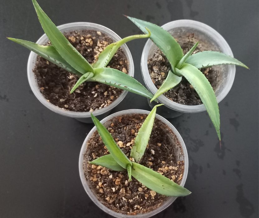 Агава guiengola striata