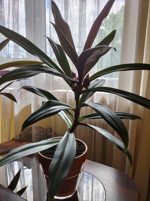 Sprzedam REO MEKSYKANSKIE - B. ladny ! Zdrowy ! Duzy ! SUPER CENA !!!