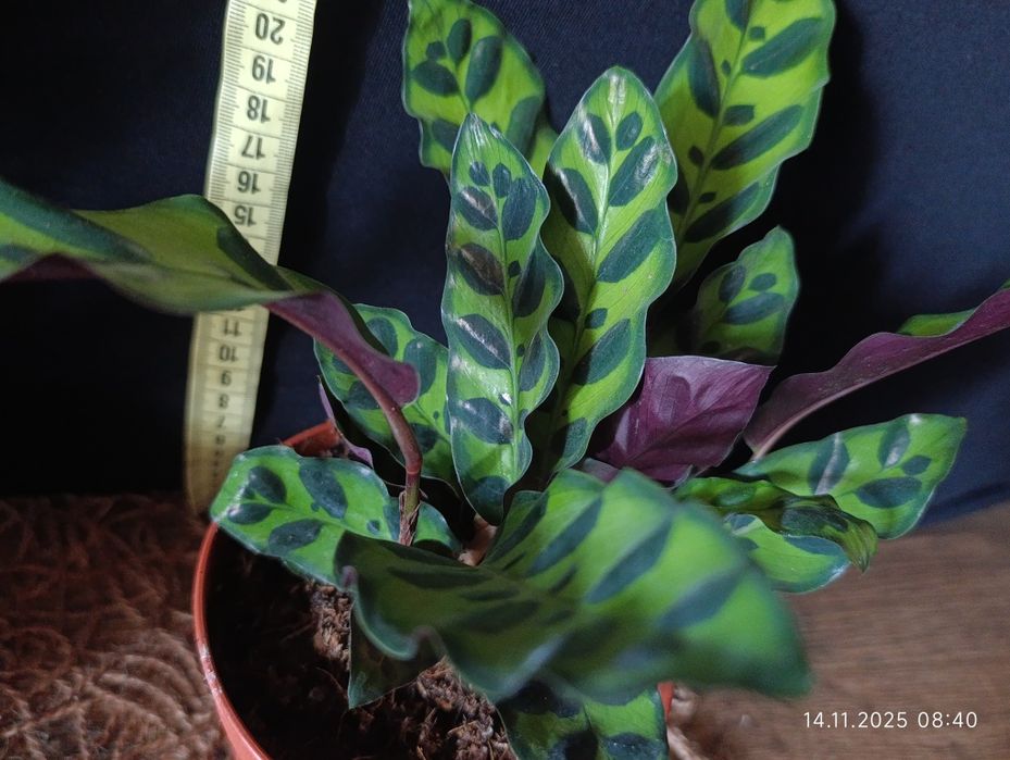 Калатея Лансіфолія