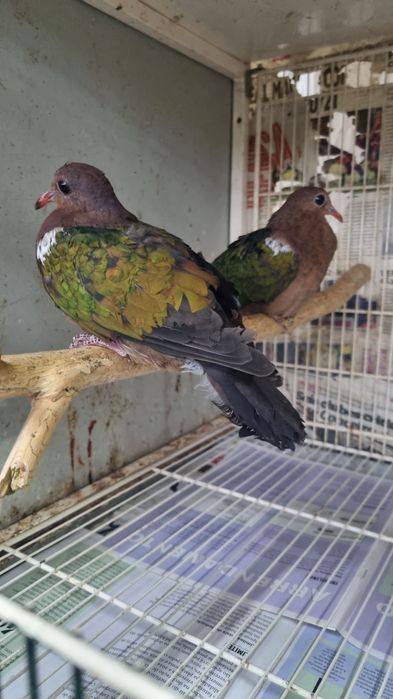 Esmeralda chrysochlora bico vermelho