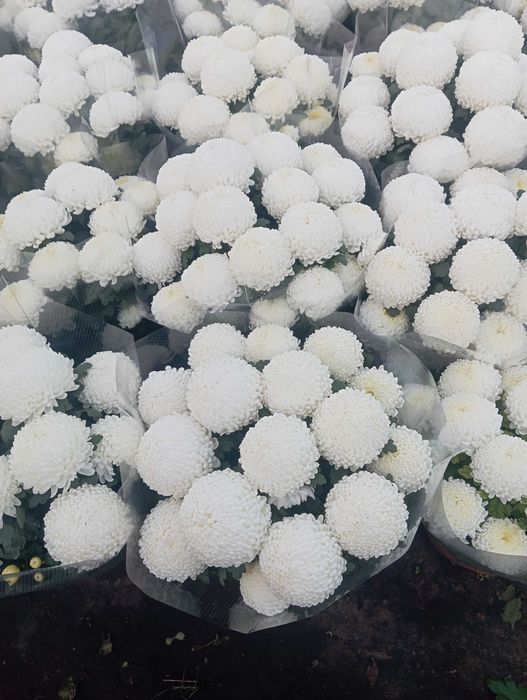 Chryzantemy wielkokwiatowe