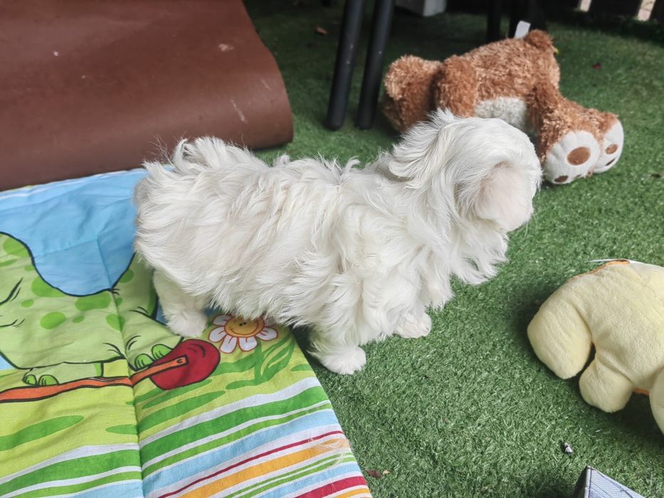 maltańczyk szczenię z metryką