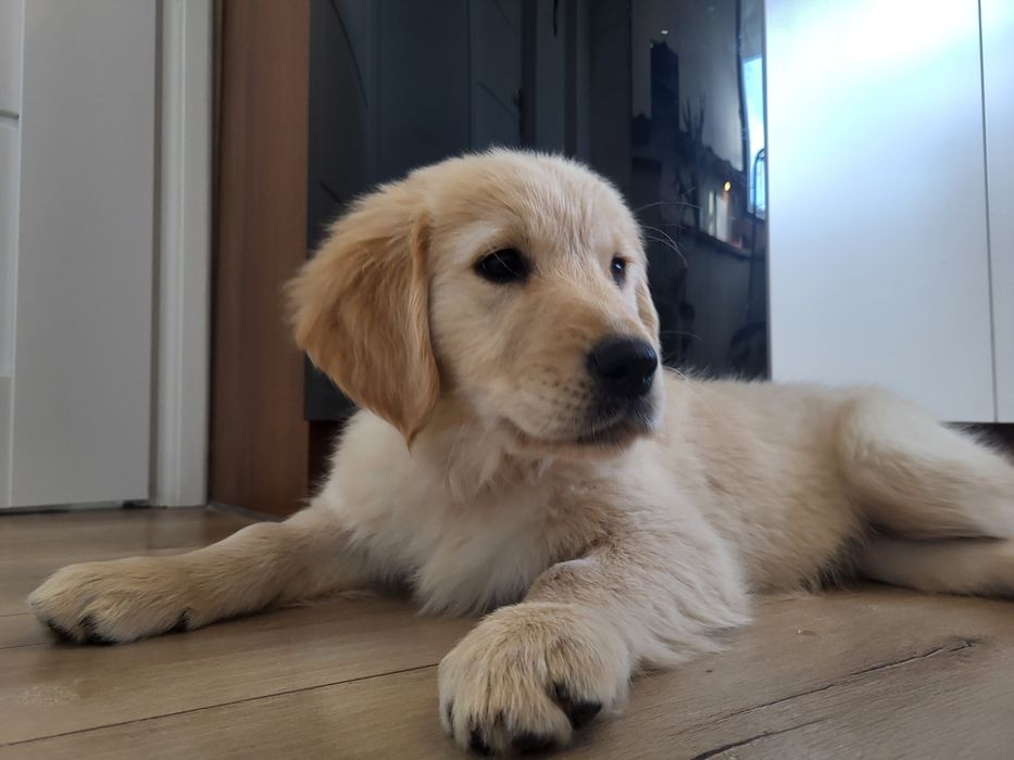 Suczka Golden Retriever gotowa do odbioru