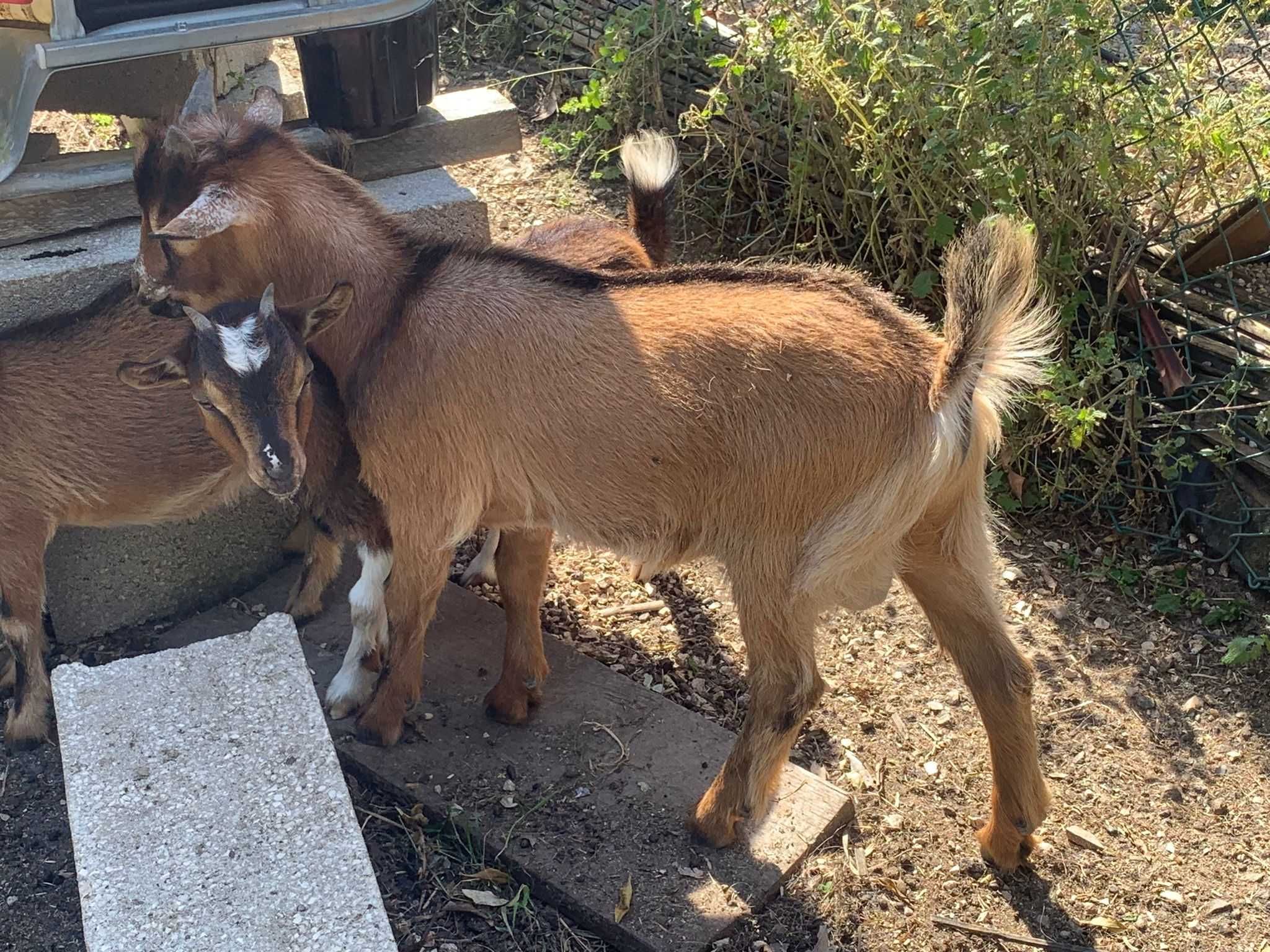 Cabras Machos e Fêmeas. Idades variadas.