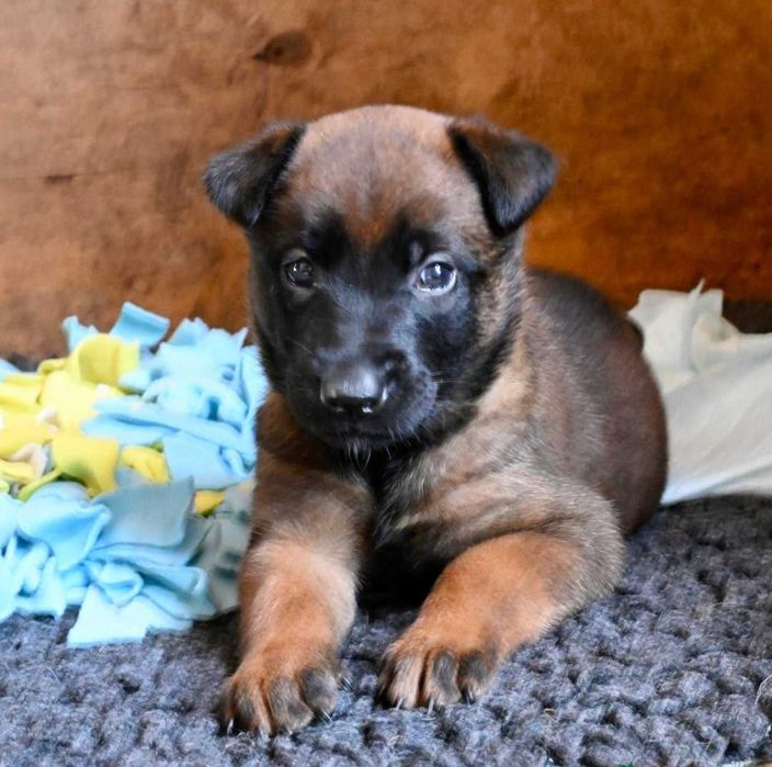 Щенята бельгійської вівчарки Малінуа! Вірний друг і захисник