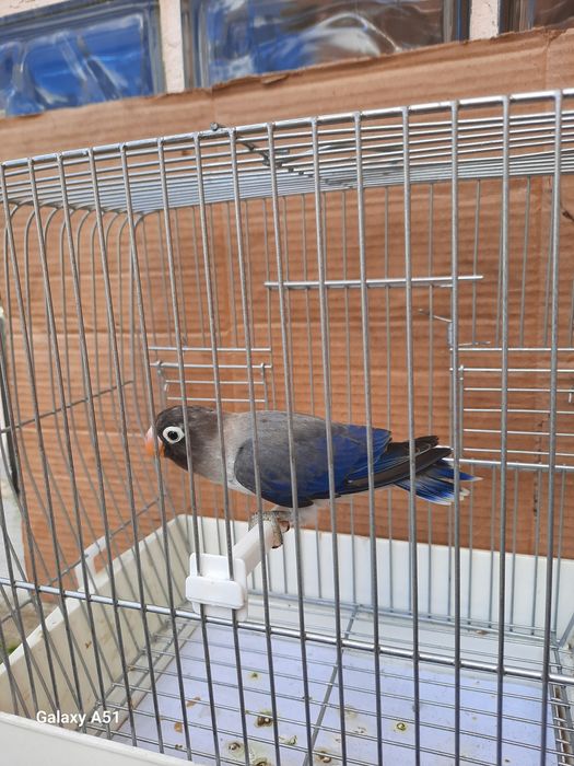 Agapornis Personata 2025 mais gaiola