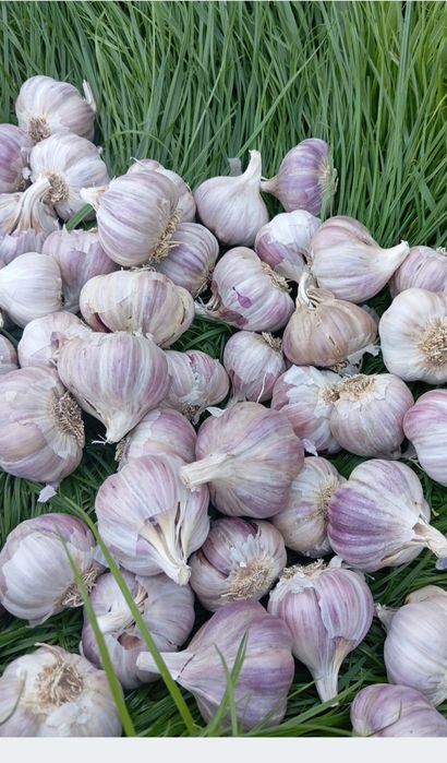 Sprzedam czosnek ekologiczny