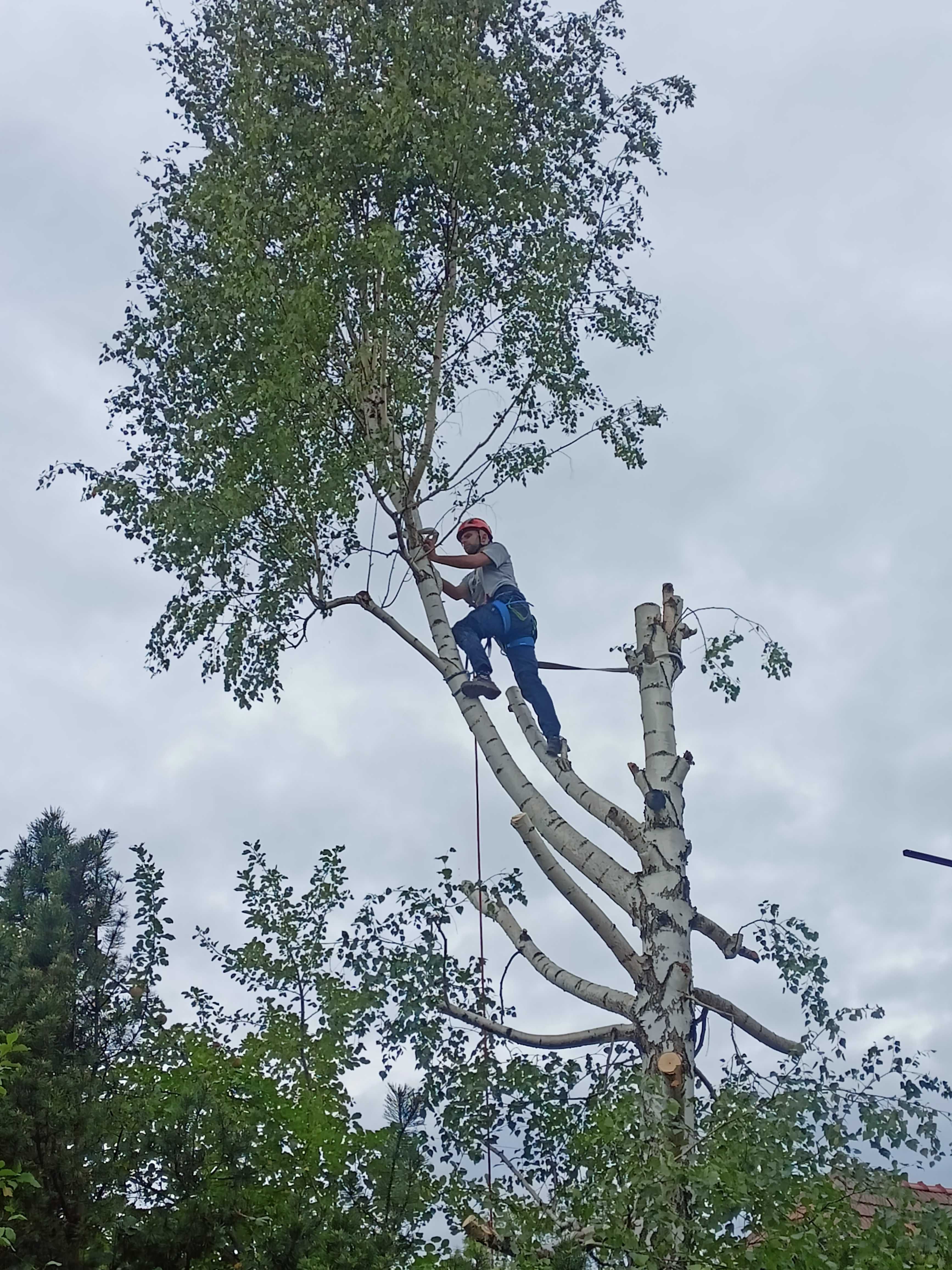 Usługi ogrodnicze, Koszenie trawy, Wycinanie i przycinanie drzew