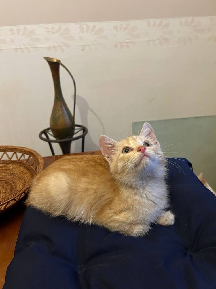 Віддам котика  у добрі руки