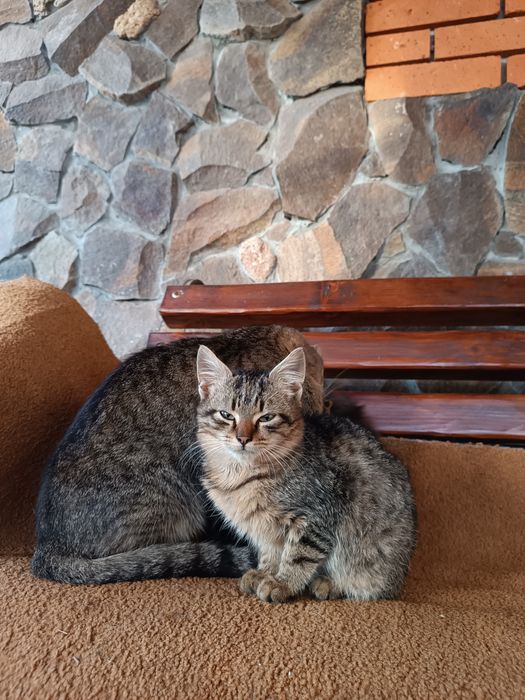 Віддаю кошенят .