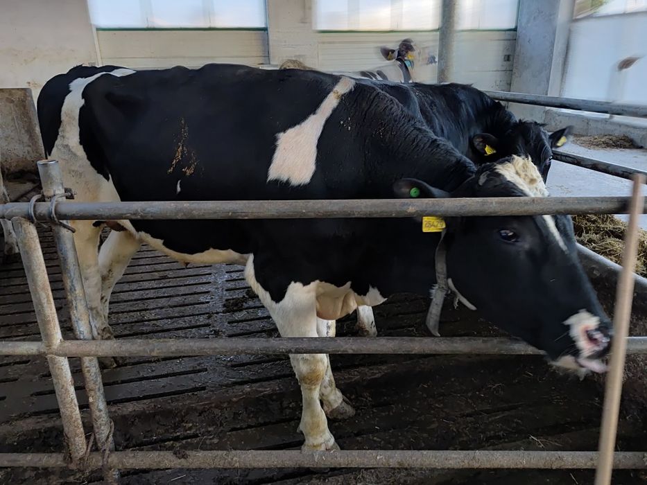 Byk hodowlany Danko max