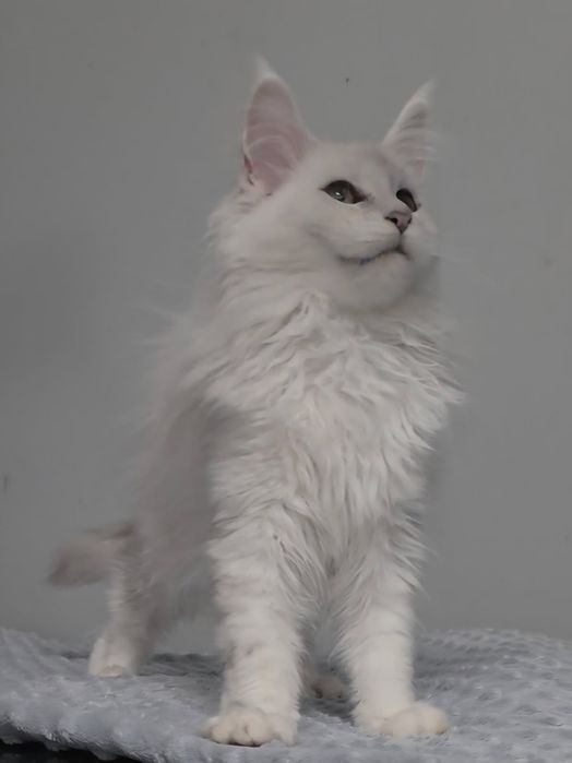 Hodowla kotów Maine Coon Kocia Farna